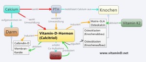 Vitamin D Calcium Regulation